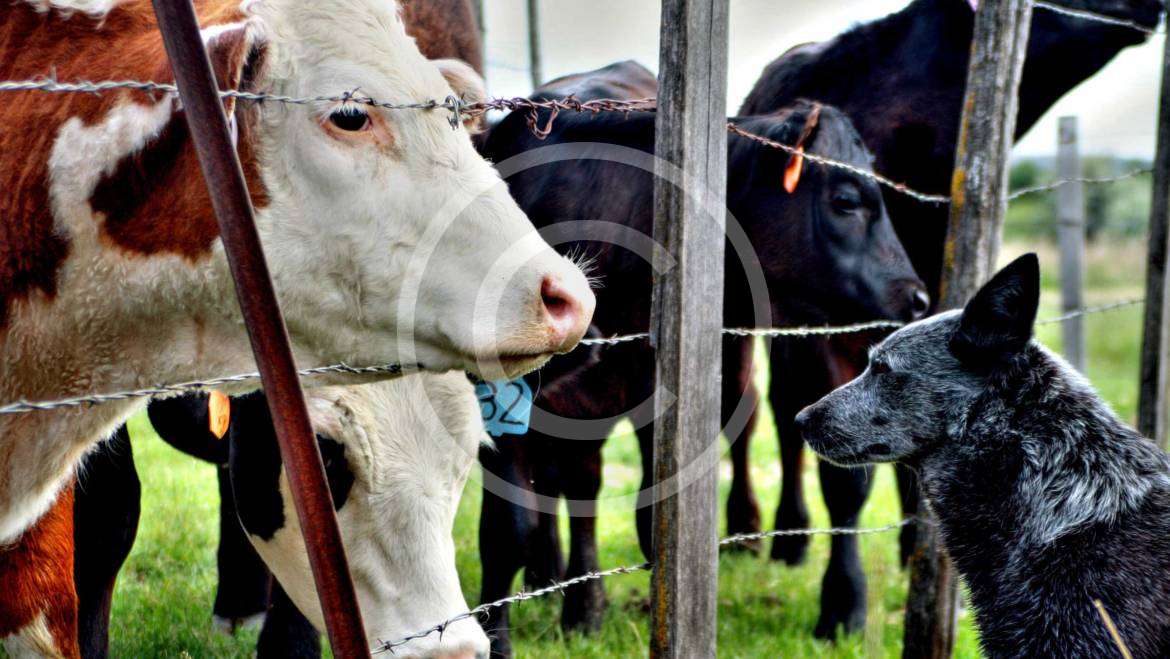 Safe Environment for Farm Cows