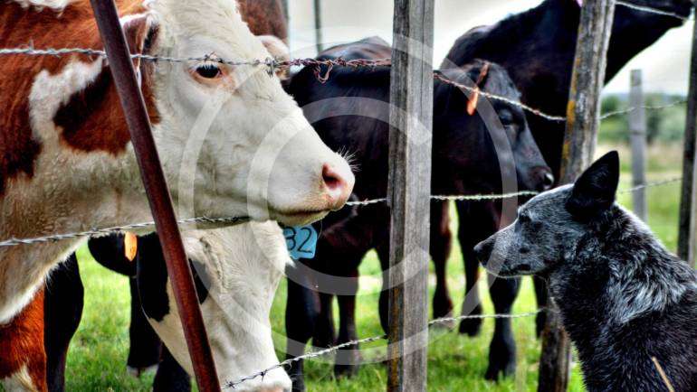 Safe Environment for Farm Cows